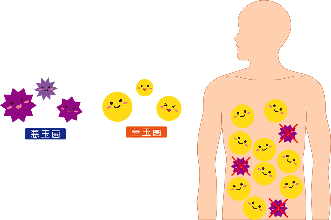 バクテリアセラピー｜久喜市のいしはた歯科クリニック
